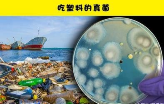 能在温顺条件下高效降解PBAT塑料的海洋微生物酶首次被发明