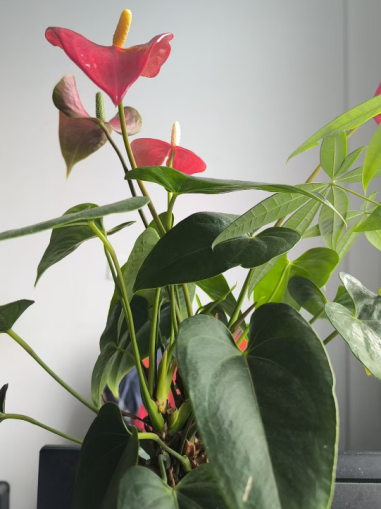 夏日灼灼，，西瓜清凉